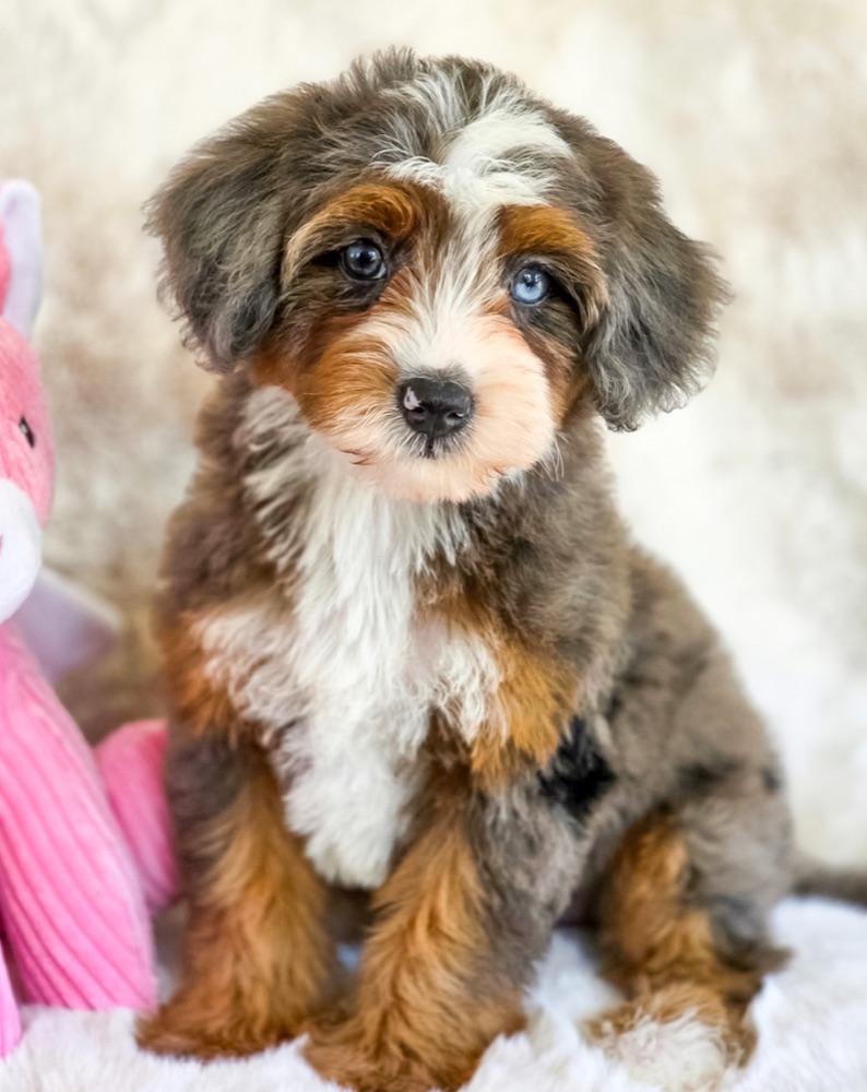Luna sitting on a soft blanket beside her pink toy