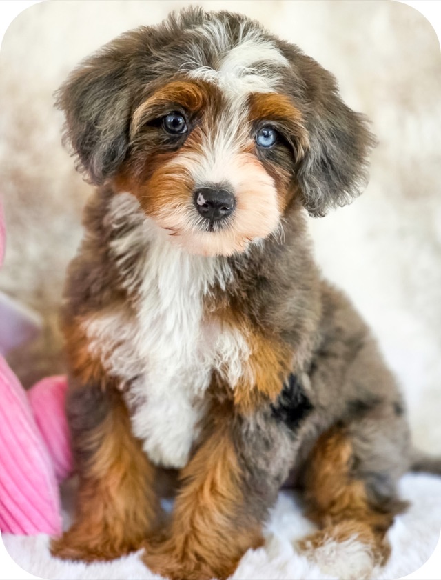 Luna with her soft brown, cream and gray merle coat and one bright blue eye